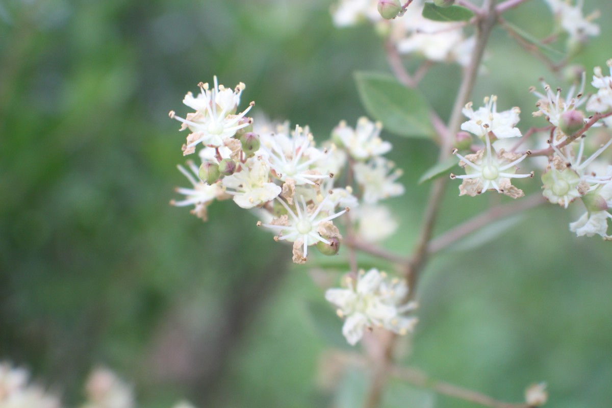 Lawsonia inermis L.